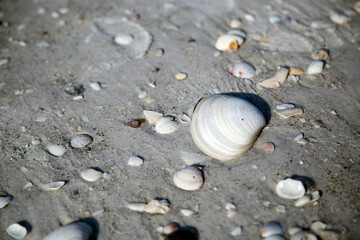 Fototapeta na wymiar Shells on the Beach