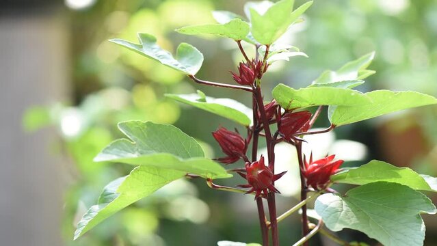 Rosella tree on bokeh nature background.
