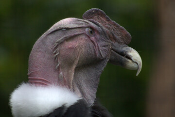Closeup of a beautiful Andean condor in a garden on a sunny day