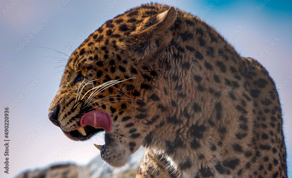 Poster Close-up of a leopard with an open mouth under the sunlight