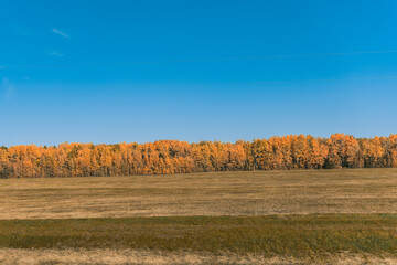 Mesmerizing landscape view with dense autumn trees in the field against a clear blue sky