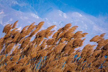 Beautiful shot of phragmites being blown by the wind on the mountains - obrazy, fototapety, plakaty
