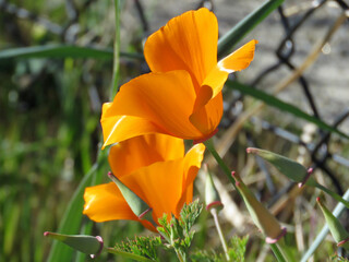 Close-up of the Yellow California Poppy