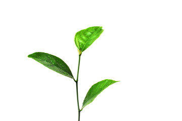 plant isolated on white background