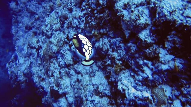 lonely white-spotted black fish swim near rock on bottom of sea, Maldives