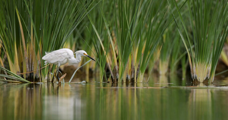 White great egret (Ardea alba) in a wetland - obrazy, fototapety, plakaty