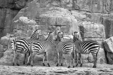 Grayscale shot of the four zebras near the wall