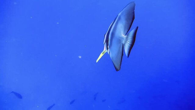 Underwater view of zebra fade fish swim near coral reef, Maldives
