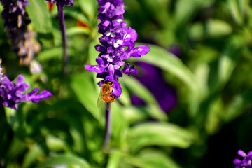 a bee collects nectar