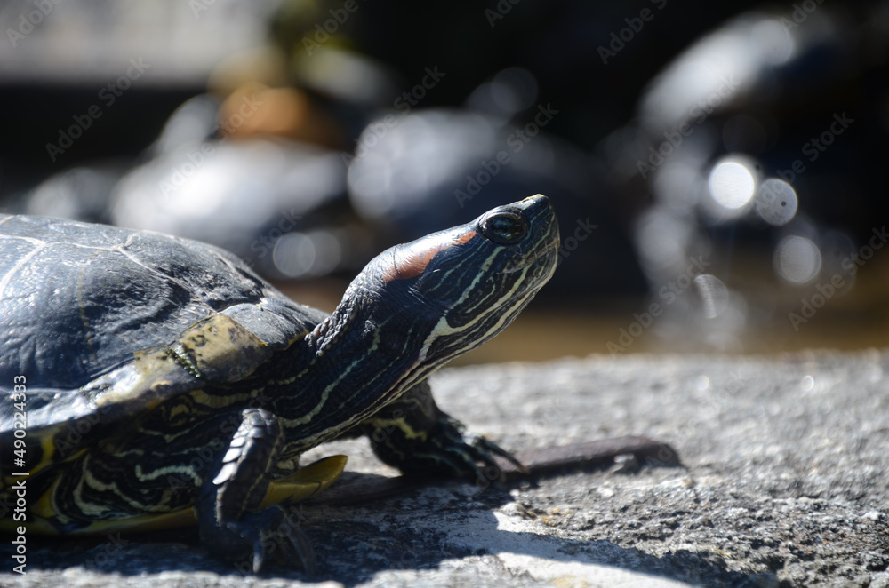 Sticker closeup shot of a small turtle on a sunny rock