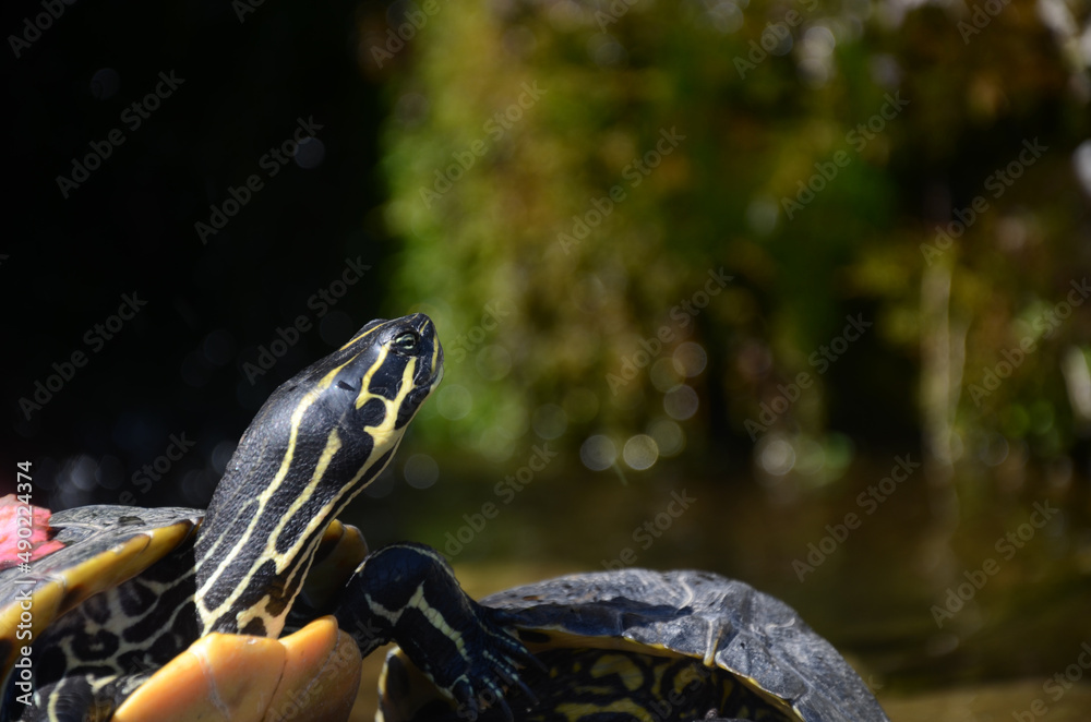 Wall mural closeup shot of a small turtle near a lake