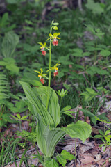 サルメンエビネ（北海道・知床）
