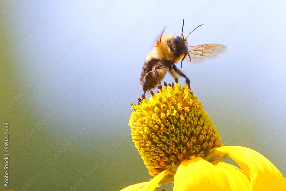 Sticker closeup shot of a bee on a coneflower against blurred background