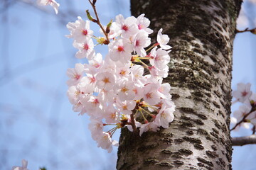 桜