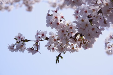 桜