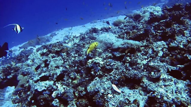 little yellow fish swim near coral reef of sea, Maldives