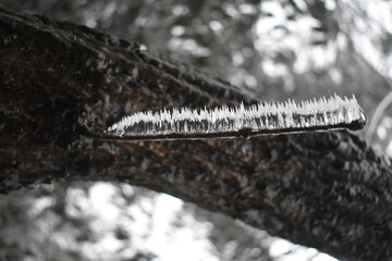 Closeup of an icicle on the tree with the blurred background