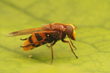 Closeup on a large hornet mimic hoverfly Volucella zonaria, sitting on a green leaf