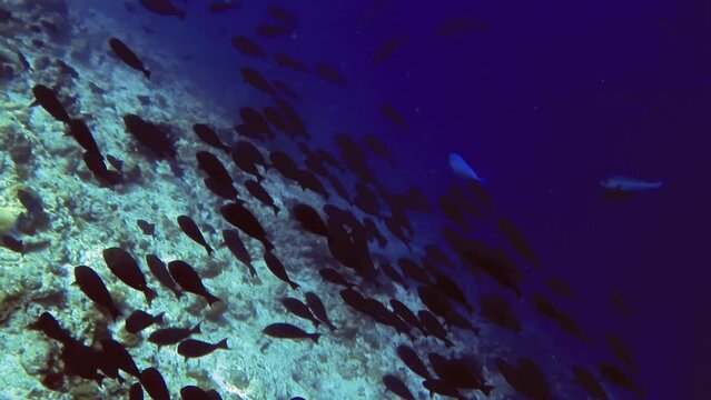 flock of different fishes swim near bottom of sea, Maldives 
