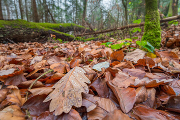 Landscape view of a forest in autumn