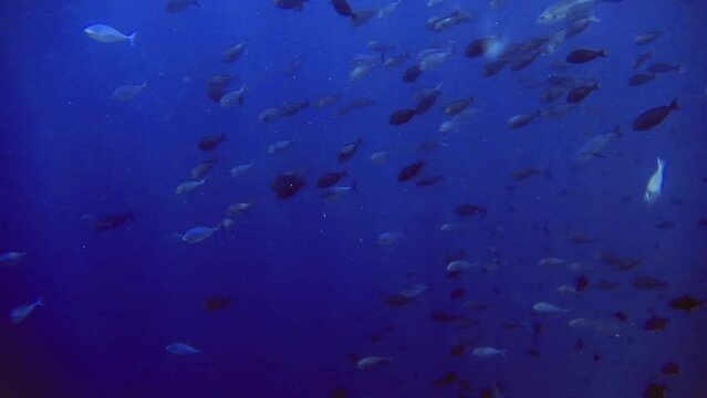 flock of different black, silver, white, blue fishes swim near bottom of sea, Maldives 