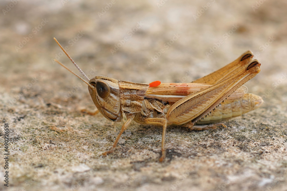 Canvas Prints Closeup on an adult Jersey grasshopper, Euchorthippus elegantulus, with an orange parasite egg