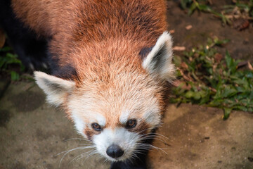 red panda in the zoo