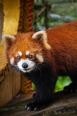 red panda in zoo