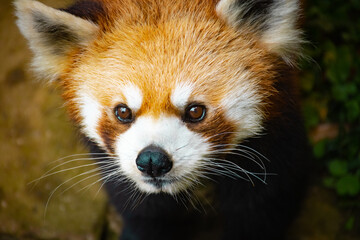 red panda or red fox vulpes