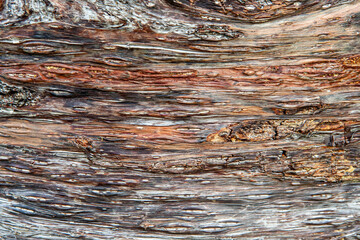 Hoop pine bark in Papua New Guinea