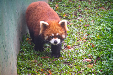 red panda in the forest