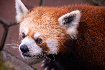 red panda in the zoo