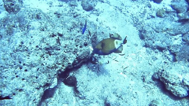fish find and eat prey in rock of coral reef, Maldives