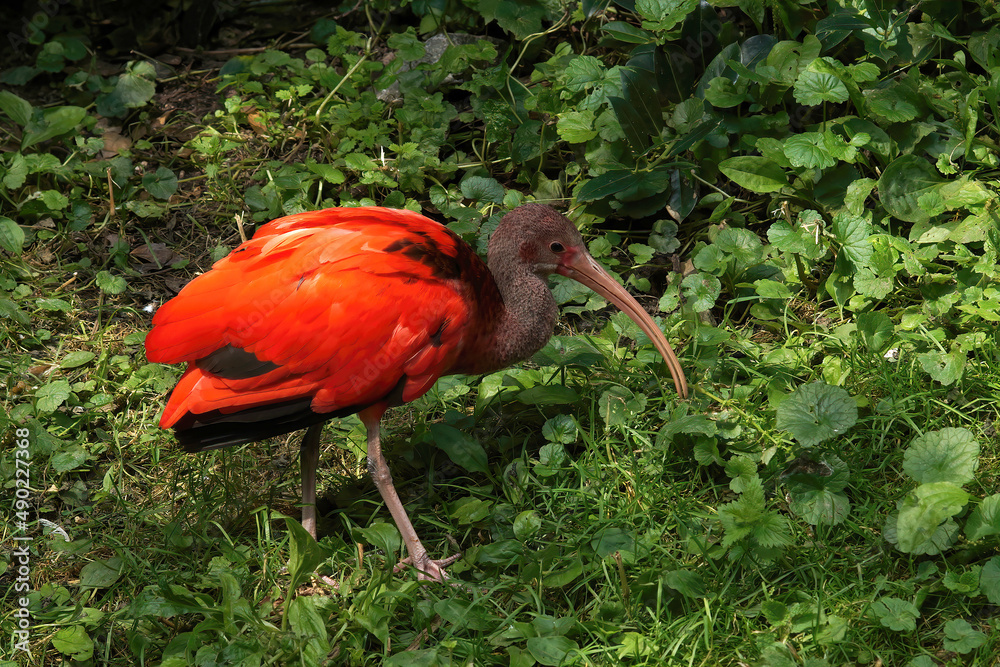 Sticker Closeup on a gorgeous colorfull brilliant red scarlet ibis, Eudocimus ruber