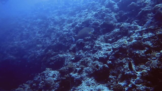 black fish near the bottom of coral reef, Maldives
