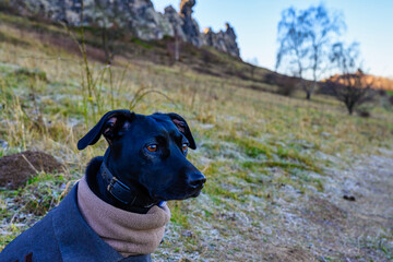 Closeup photo of a black dog wearing dog clothes in Devil's Wall in Germany