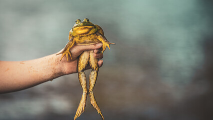 Selective focus shot of a person holding a big bullfrog in their hand on a blurry background - obrazy, fototapety, plakaty
