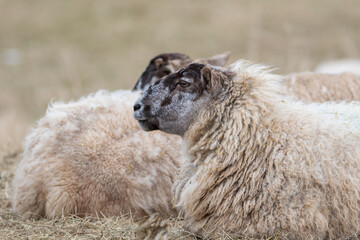Multiple domestic sheep are laying in a field of straw and grass. The farm animals have a grey and brown color face, thick wooly fur, and pointy ears. One rural ewe has a black face and pointy ears. 
