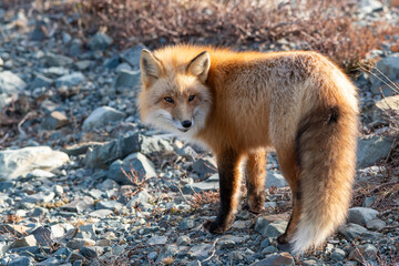 A close up of a wild young red fox with long red fur and a white fur chest. The fox has pointy ears, long muzzle, dark eyes and its mouth is open with sharp white teeth. The sun is shining on the fox.