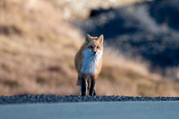 A close up of a wild young red fox with long red fur and a white fur chest. The fox has pointy ears, long muzzle, dark eyes and its mouth is open with sharp white teeth. The sun is shining on the fox.