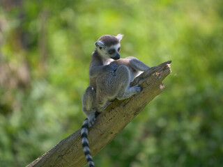 Cute little lemur climbed on a wooden stick. © Interlumix/Wirestock