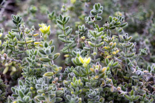 Closeup of Delosperma Echinatum against a blurry background of plants