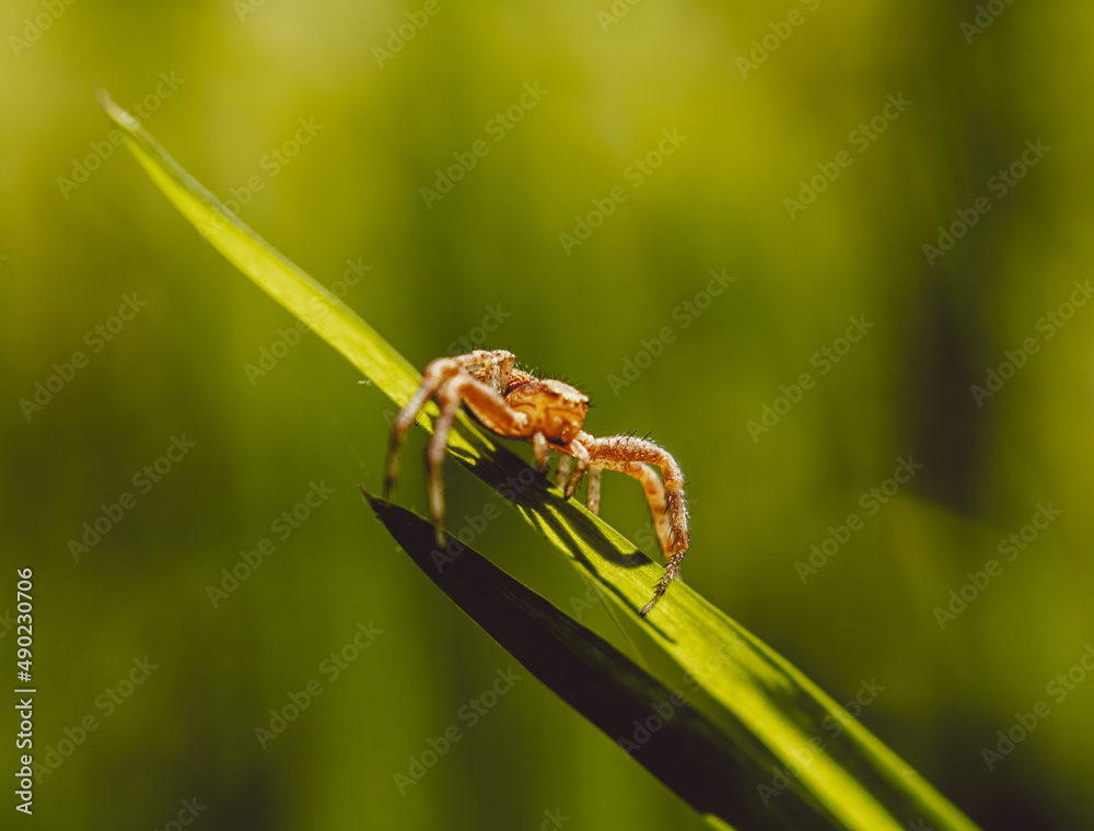 Poster Spider on a blade of grass in the sun