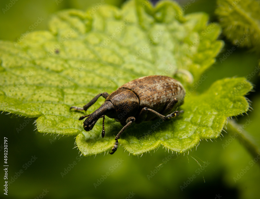 Sticker Weevil beetle on a green leaf