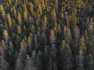 Huge pine trees on the mountain 