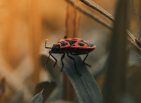 Close-up shot of a firebug on the leaf under the sunlight