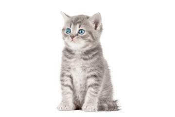 little gray kitten isolated on white background

