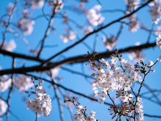 公園の桜