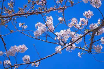 公園の桜