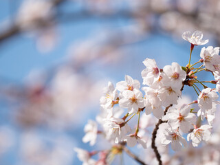 公園の桜
